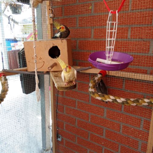 A vendre coloriste f est m #3