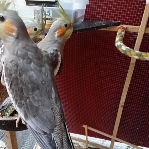 A vendre coloriste f est m #4