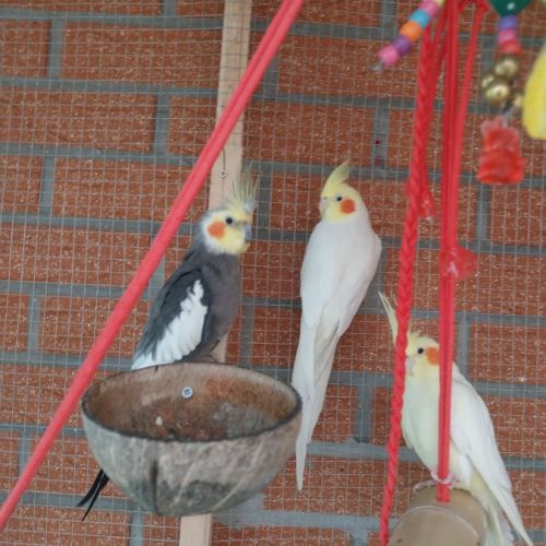 A vendre coloriste f est m #6