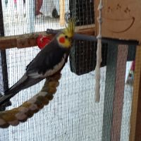 A vendre coloriste f est m #1