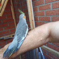 A vendre coloriste f est m #5