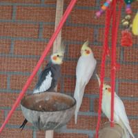 A vendre coloriste f est m #6