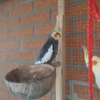 A vendre coloriste f est m #0