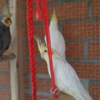 A vendre coloriste f est m #8