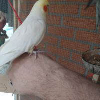 A vendre coloriste f est m #9