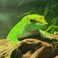 Vend gecko
