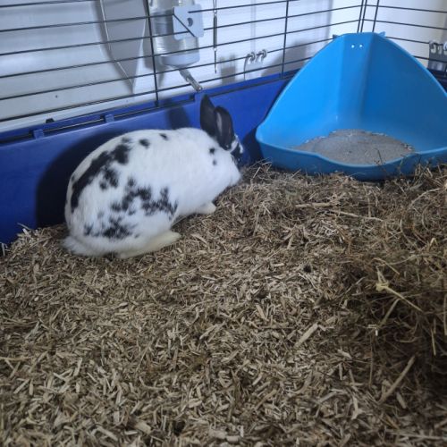 Donne lapin de petite taille #1