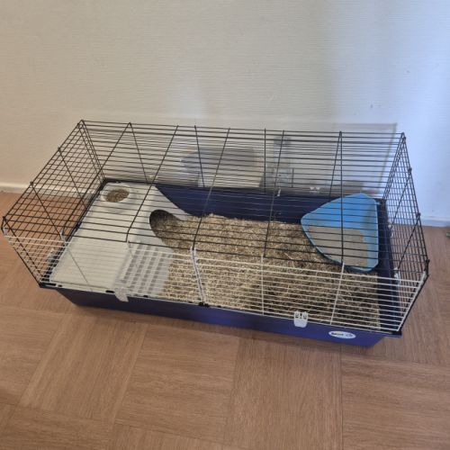 Donne lapin de petite taille #3