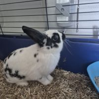 Donne lapin de petite taille #0