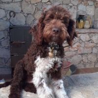 Chiots lagotto romagnolo