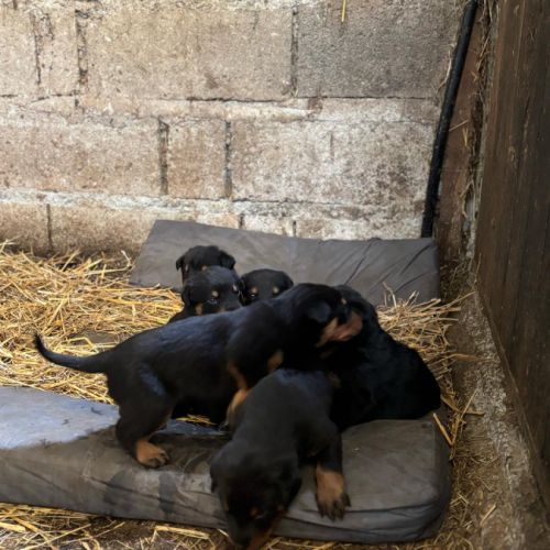 Chiots beaucerons #2
