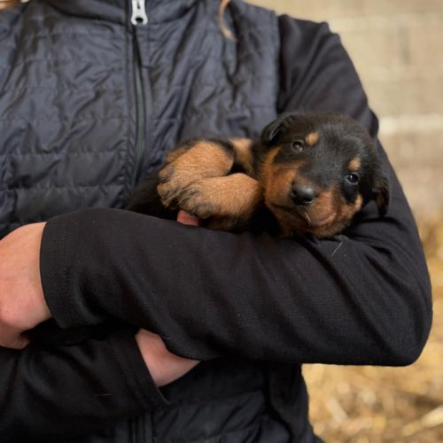 Chiots beaucerons