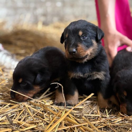 Chiots beaucerons #6