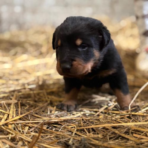Chiots beaucerons #7
