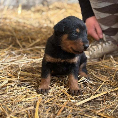Chiots beaucerons #8