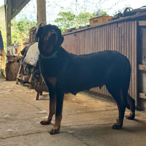 Chiots beaucerons #9