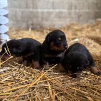 Chiots beaucerons #5