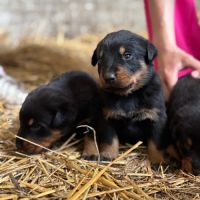 Chiots beaucerons #6