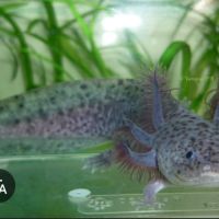 Axolotl femelle sauvage