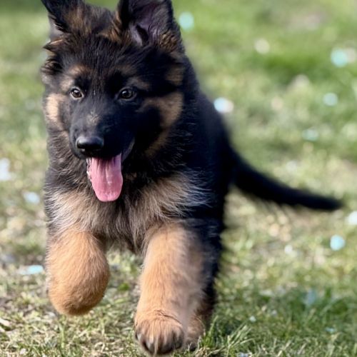 Chiots bergers allemands poil long lof #2