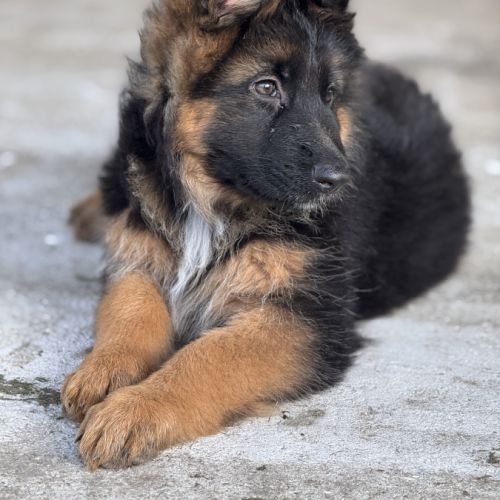 Chiots bergers allemands poil long lof #3