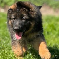 Chiots bergers allemands poil long lof #1