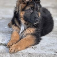 Chiots bergers allemands poil long lof #3