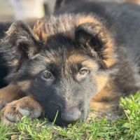 Chiots bergers allemands poil long lof #4