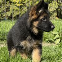 Chiots bergers allemands poil long lof #5