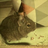 Donne 2 octodons femelle adultes #2