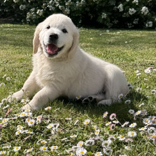 Chiots golden  retrevier sable lof 8 #2