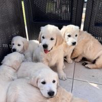 Chiots golden  retrevier sable lof 8 #3