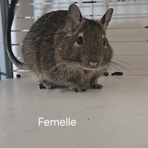 Octodons à donner #2