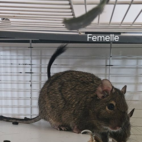 Octodons à donner #3