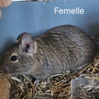 Octodons à donner #1