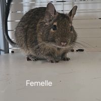 Octodons à donner #2