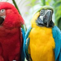 Ararona  et coléoptère