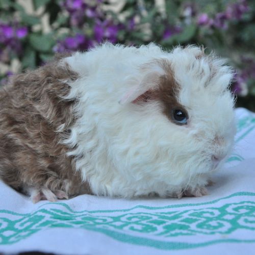 Cochon d'inde de race texel ou shelty #1