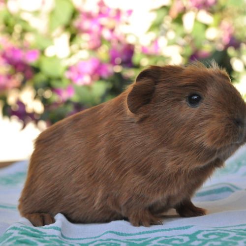 Cochon d'inde de race texel ou shelty #3