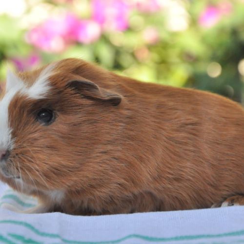 Cochon d'inde de race texel ou shelty #4