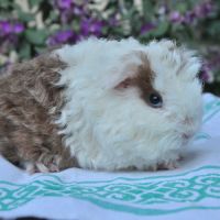 Cochon d'inde de race texel ou shelty #1