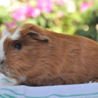 Cochon d'inde de race texel ou shelty #4