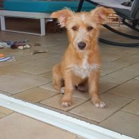 Petite couic voudrait sa famille #1