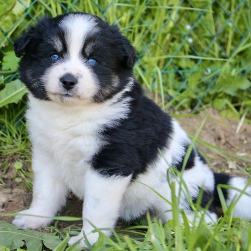 Magnifiques chiots pomsky f2 #1