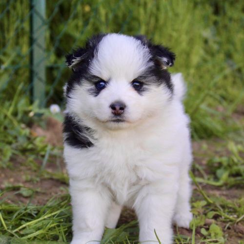 Magnifiques chiots pomsky f2 #4