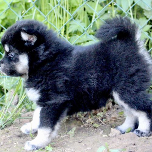 Magnifiques chiots pomsky f2 #6