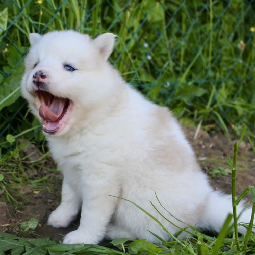 Magnifiques chiots pomsky f2 #8