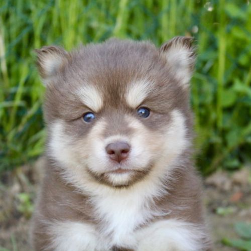 Magnifiques chiots pomsky f2 #10