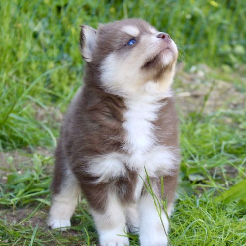 Magnifiques chiots pomsky f2 #0