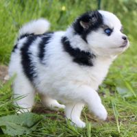Magnifiques chiots pomsky f2 #2